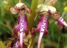himantoglossum_caprinum_griechenland_187_30.5 (2)